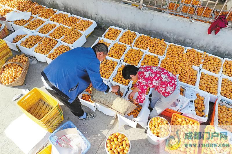 枇杷之乡满树金「相关图片」