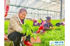 蓬溪县红江镇大力发展蔬菜产业 “订单茼蒿